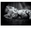 Puzzles pour enfants - Puzzle 1000 pièces - Kitty - Livraison rapide Tunisie