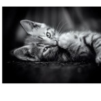 Puzzles pour enfants - Puzzle 1000 pièces - Kitty - Livraison rapide Tunisie