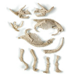 Loisirs créatifs pour enfants - Science & Jeu Laboratoire : ARCHEOFUN - TRICERATOPO FLUO (F) - Livraison rapide Tunisie