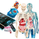 Loisirs créatifs pour enfants - Science et jeu - L'ANATOMIE - LE CORPS HUMAIN - Livraison rapide Tunisie