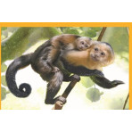 Puzzles pour enfants - Puzzle 4 in 1 : PUZZLE NOLI BABY CUDDLES - Livraison rapide Tunisie