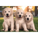 Puzzles pour enfants - PUZZLE 2X60 - NOLI BROTHERS - Livraison rapide Tunisie