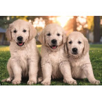 Puzzles pour enfants - PUZZLE 2X60 - NOLI BROTHERS - Livraison rapide Tunisie